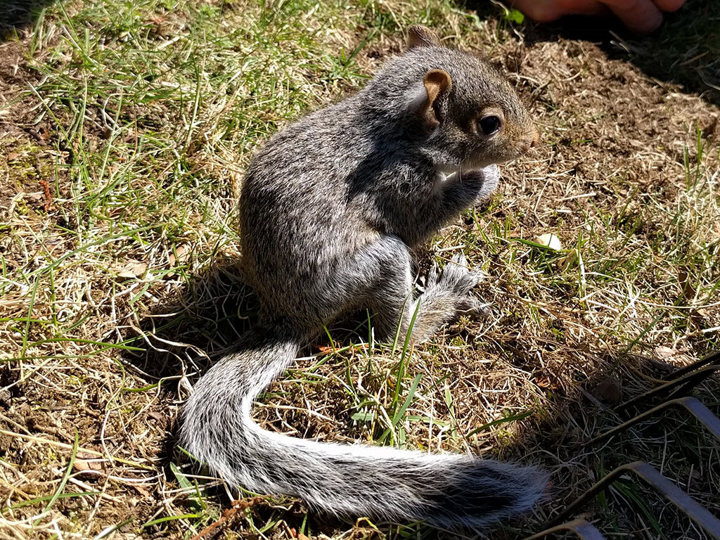 baby_squirrel_thumbnail